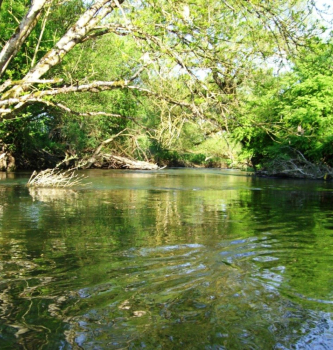Camping de la Mouche photo 4