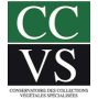 CCVS